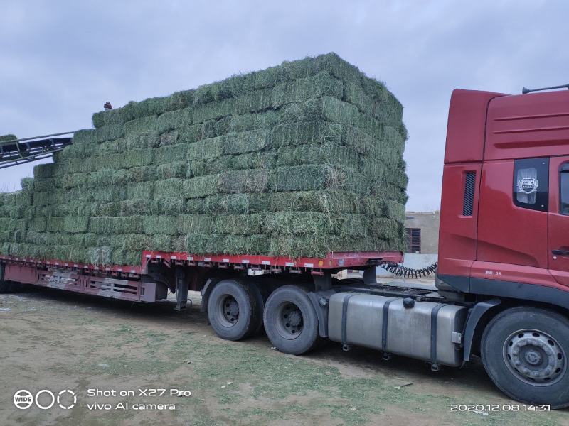甘肃头苜蓿草紫花玉门牧草西域胜陇源草业苜蓿干度干叶片多