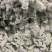 云南昆明勿忘我干花鲜花批发永生花批发一公斤一扎基地直发