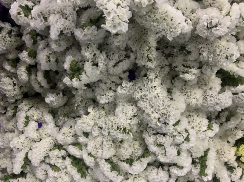 云南昆明勿忘我干花鲜花批发永生花批发一公斤一扎基地直发