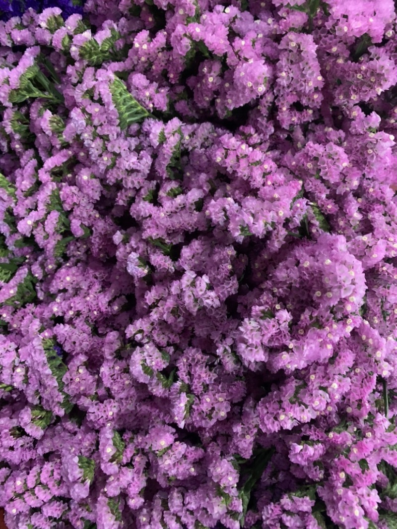 云南昆明勿忘我干花鲜花批发永生花批发一公斤一扎基地直发