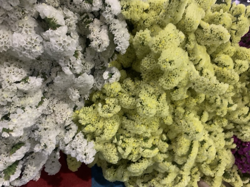 云南昆明勿忘我干花鲜花批发永生花批发一公斤一扎基地直发