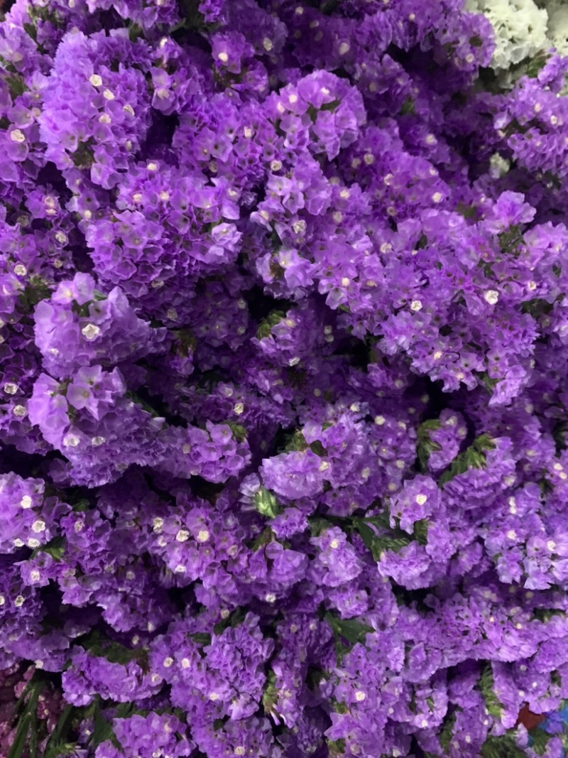 云南昆明勿忘我干花鲜花批发永生花批发一公斤一扎基地直发