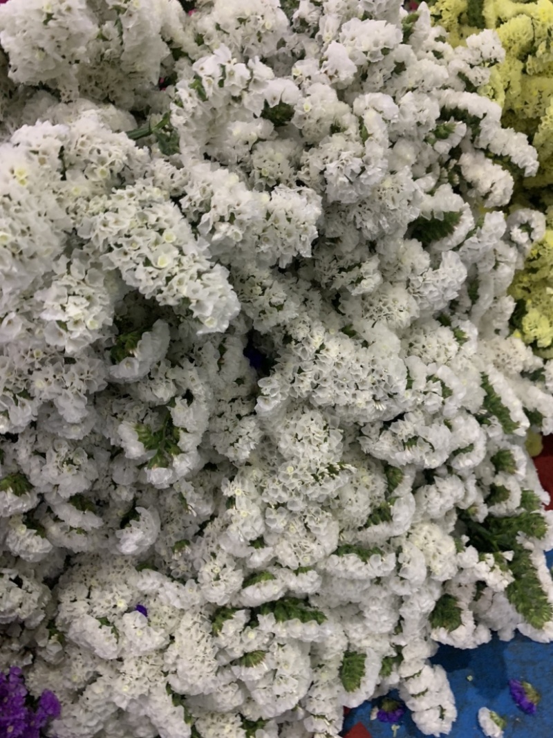 云南昆明勿忘我干花鲜花批发永生花批发一公斤一扎基地直发