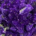 云南昆明勿忘我干花鲜花批发永生花批发一公斤一扎基地直发