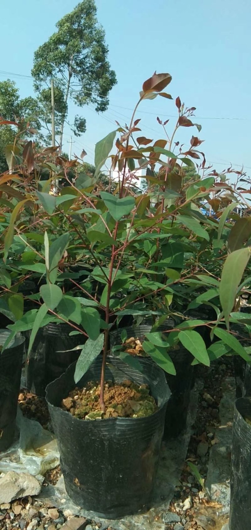 大量供应批发零售桉树苗