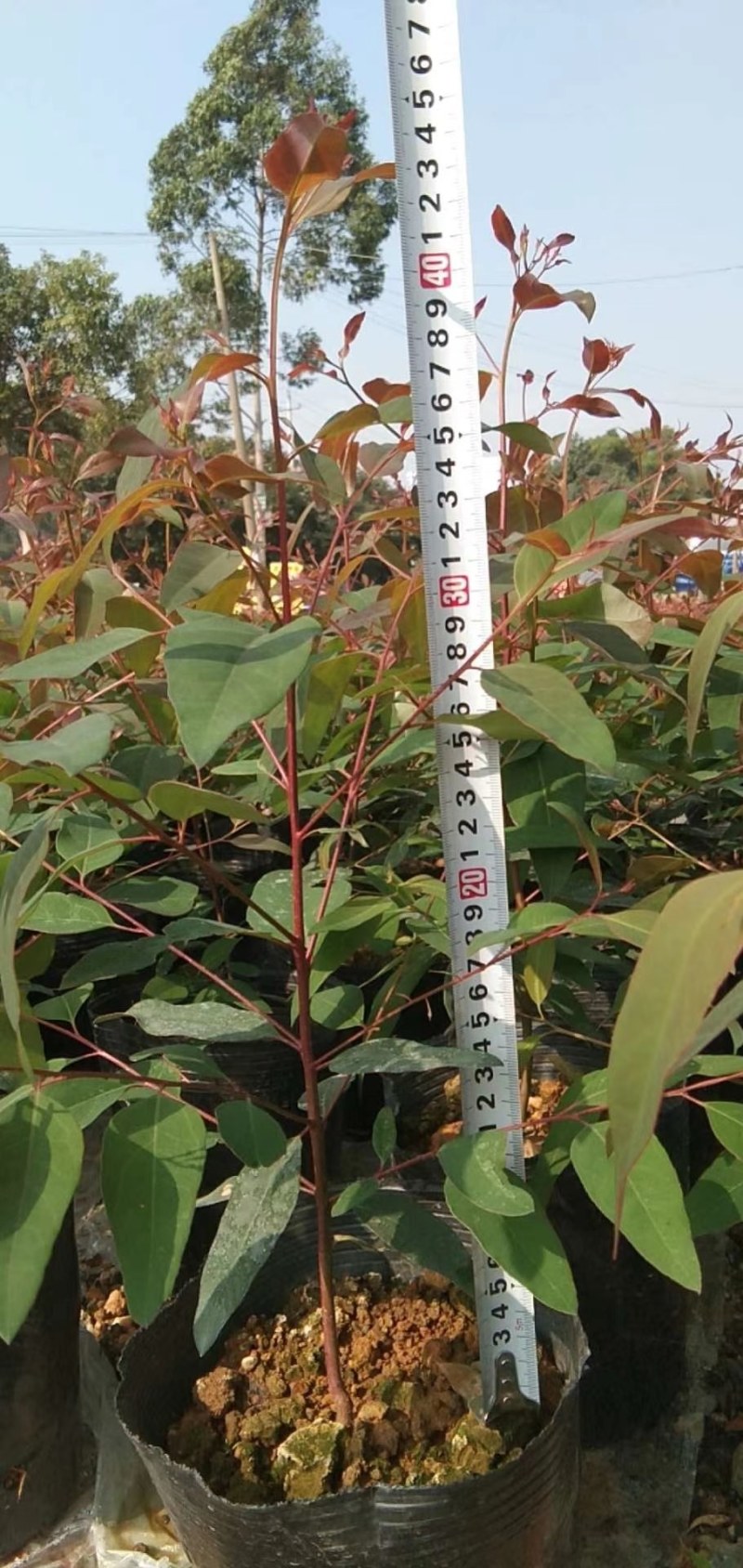 大量供应批发零售桉树苗