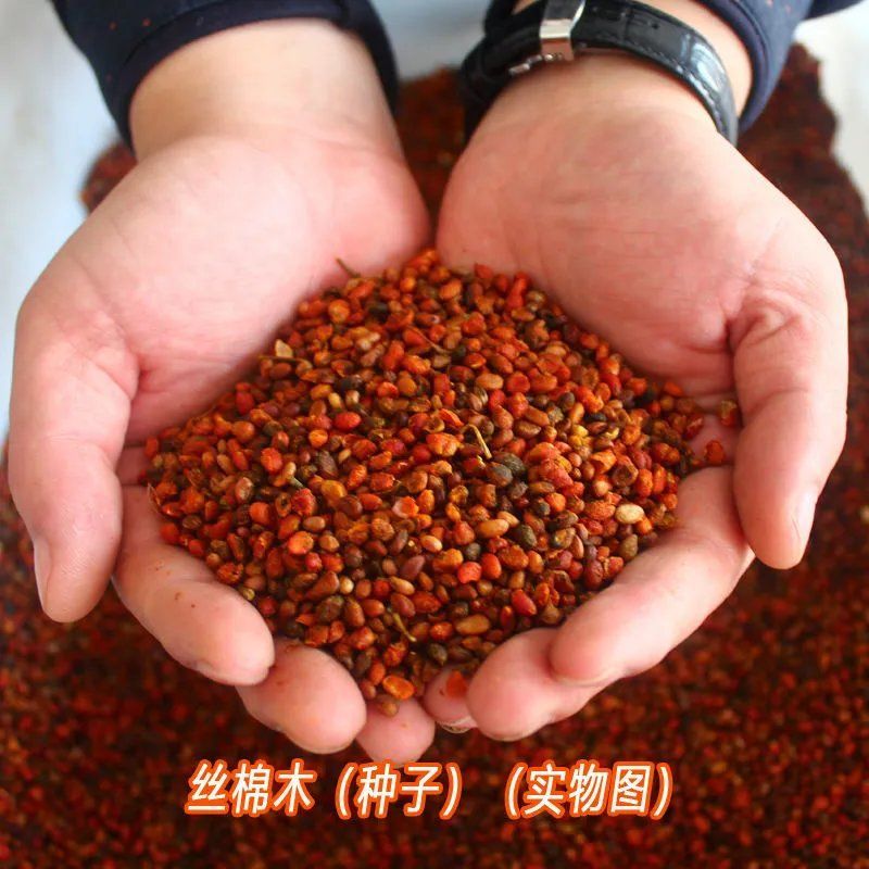 丝绵木种子当年新采丝棉木树苗种子丝棉木嫁接卫矛林木