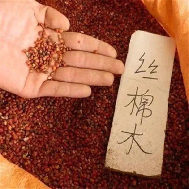 丝绵木种子当年新采丝棉木树苗种子丝棉木嫁接卫矛林木
