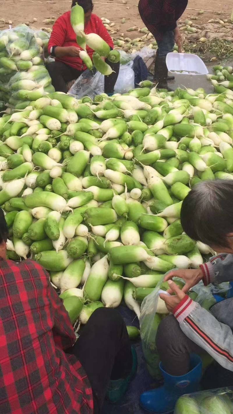 优质青头萝卜，青萝卜，白萝卜，791青萝卜大量供应