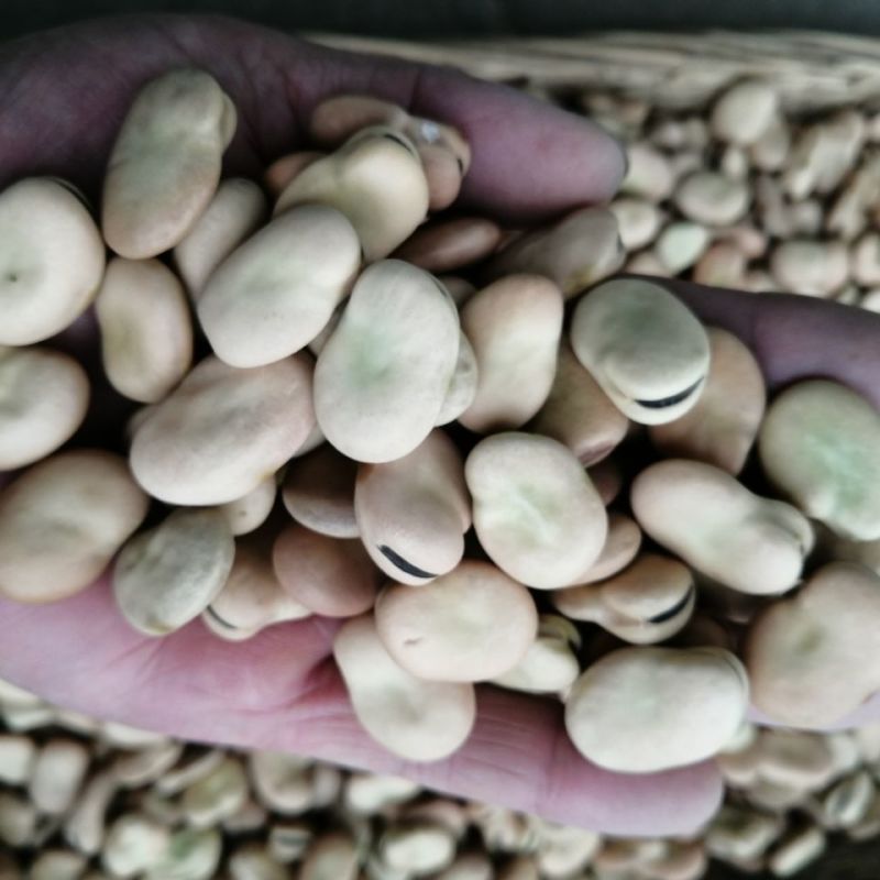 甘肃高原新鲜干蚕豆费可油炸散装（大豆，量大优惠