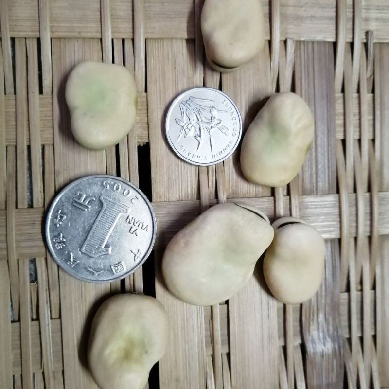 甘肃高原新鲜干蚕豆费可油炸散装（大豆，量大优惠