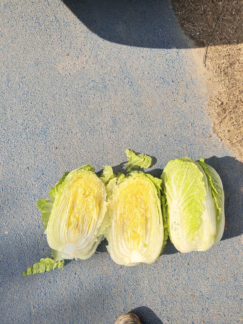 精品黄心白菜口感好大小均匀卖相很好欢迎选购等您来电咨询