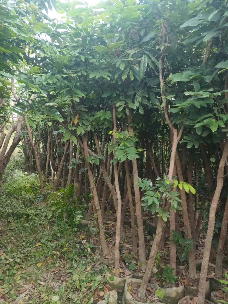 龙眼苗石硖龙眼苗储良龙眼苗乌园龙眼苗果苗带泥球发货包邮