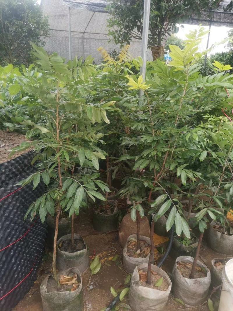 龙眼苗石硖龙眼苗储良龙眼苗乌园龙眼苗果苗带泥球发货包邮