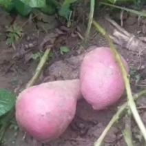 【热卖】蒲县西坪原优质红皮土豆，大量现货，规格齐全，欢迎