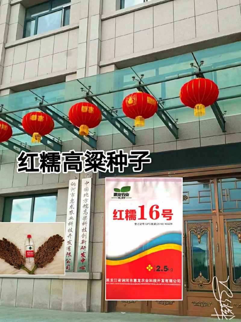 红糯16号高粱酿酒高粱高产红高粱新品种种子