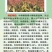 红糯16号高粱酿酒高粱高产红高粱新品种种子