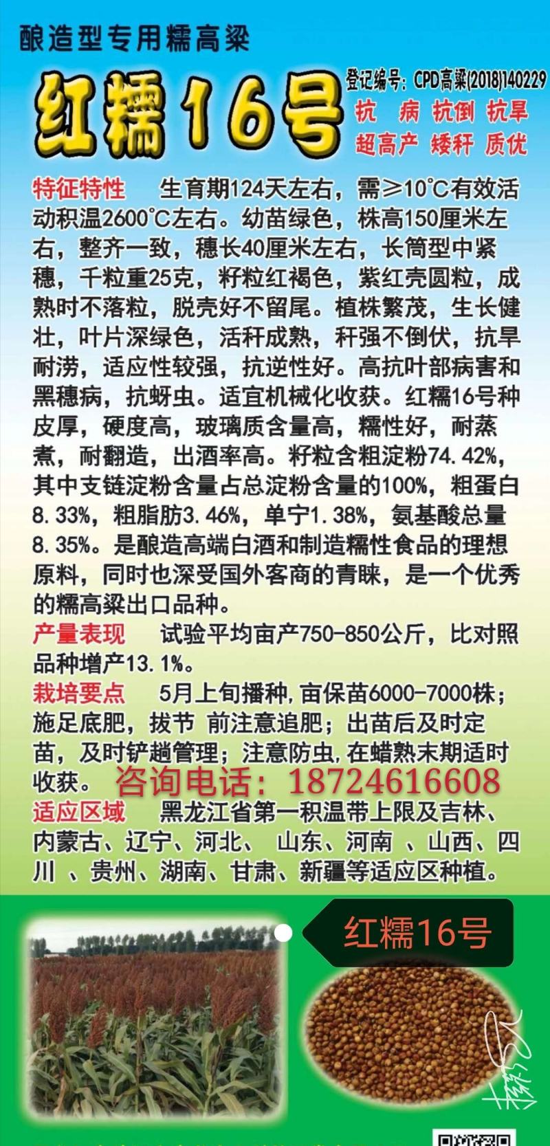红糯16号高粱酿酒高粱高产红高粱新品种种子