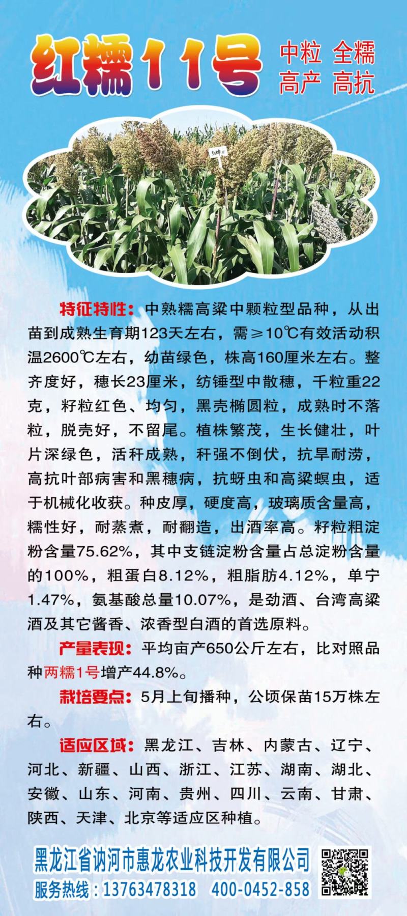 红糯16号高粱酿酒高粱高产红高粱新品种种子