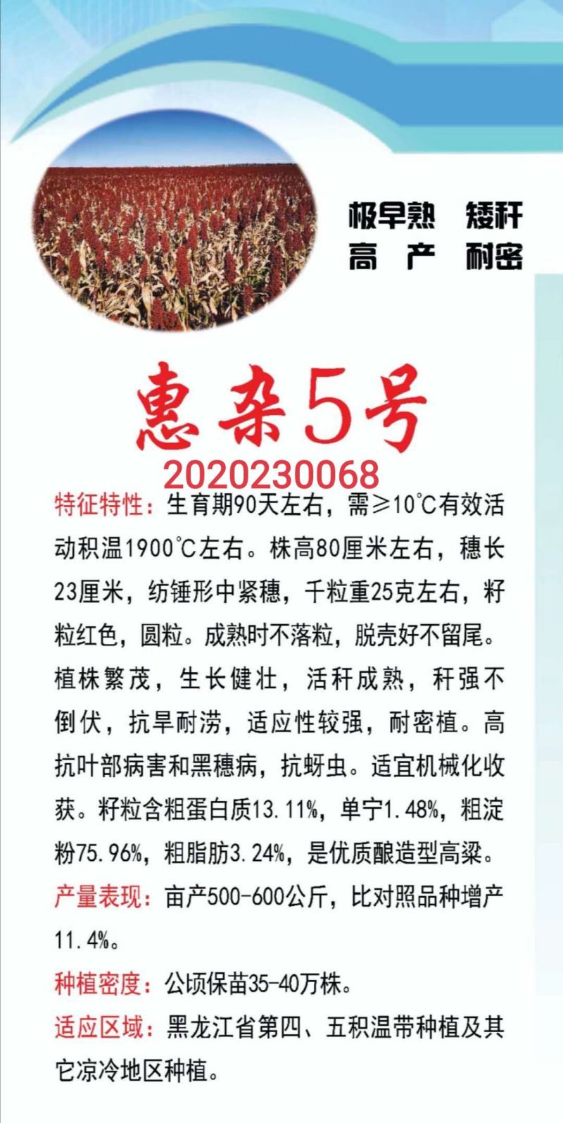 红糯16号高粱酿酒高粱高产红高粱新品种种子