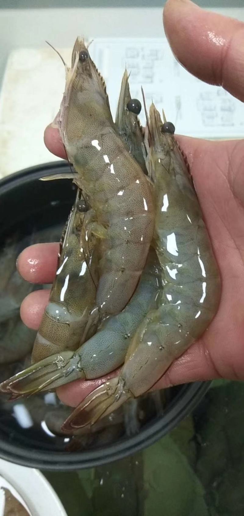 对虾，国产对虾，物流方便，全国发货，需要的联系