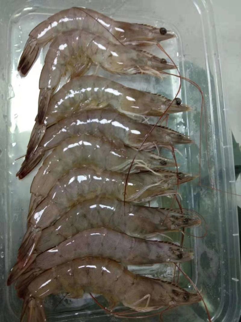 对虾，国产对虾，物流方便，全国发货，需要的联系