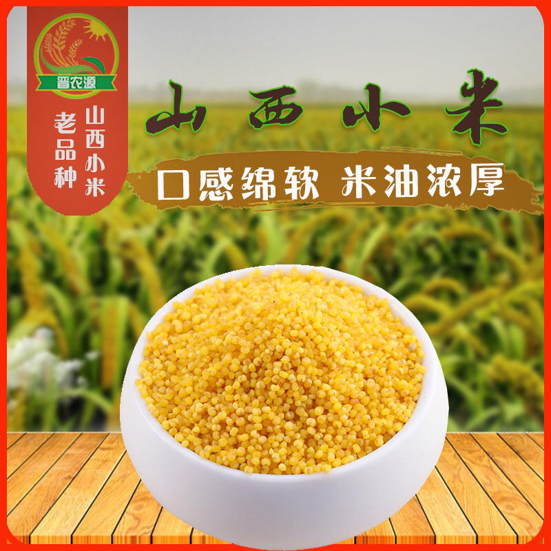 山西晋谷21号小米精选高品质长期批发品质保证米油浓厚