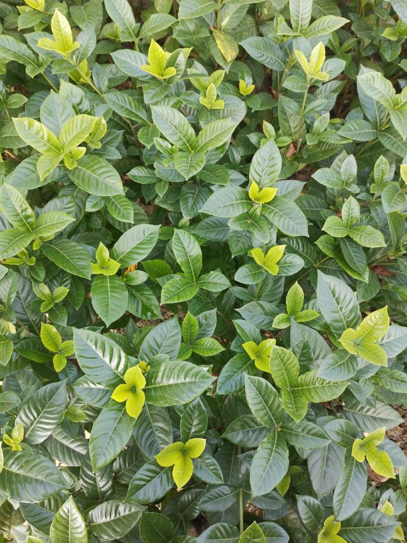 栀子花，大小栀子花，室内外种植四季常绿，浓香型