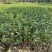 栀子花，大小栀子花，室内外种植四季常绿，浓香型