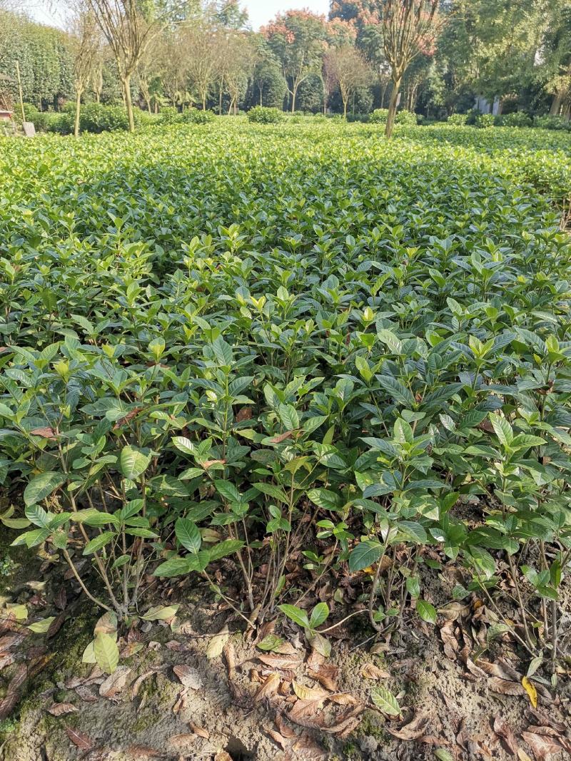 栀子花，大小栀子花，室内外种植四季常绿，浓香型