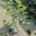栀子花，大小栀子花，室内外种植四季常绿，浓香型