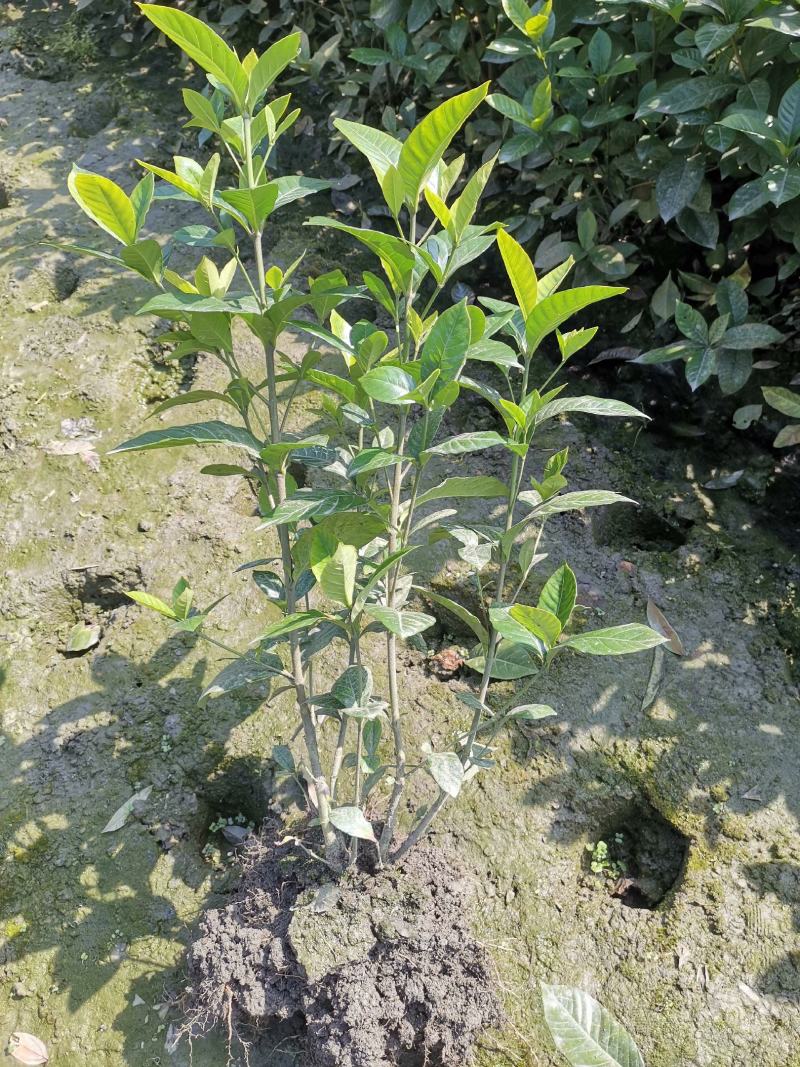 栀子花，大小栀子花，室内外种植四季常绿，浓香型