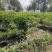 栀子花，大小栀子花，室内外种植四季常绿，浓香型