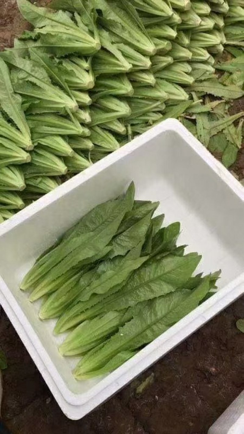 【推荐】河北永年精品油麦产地直销需要的联系