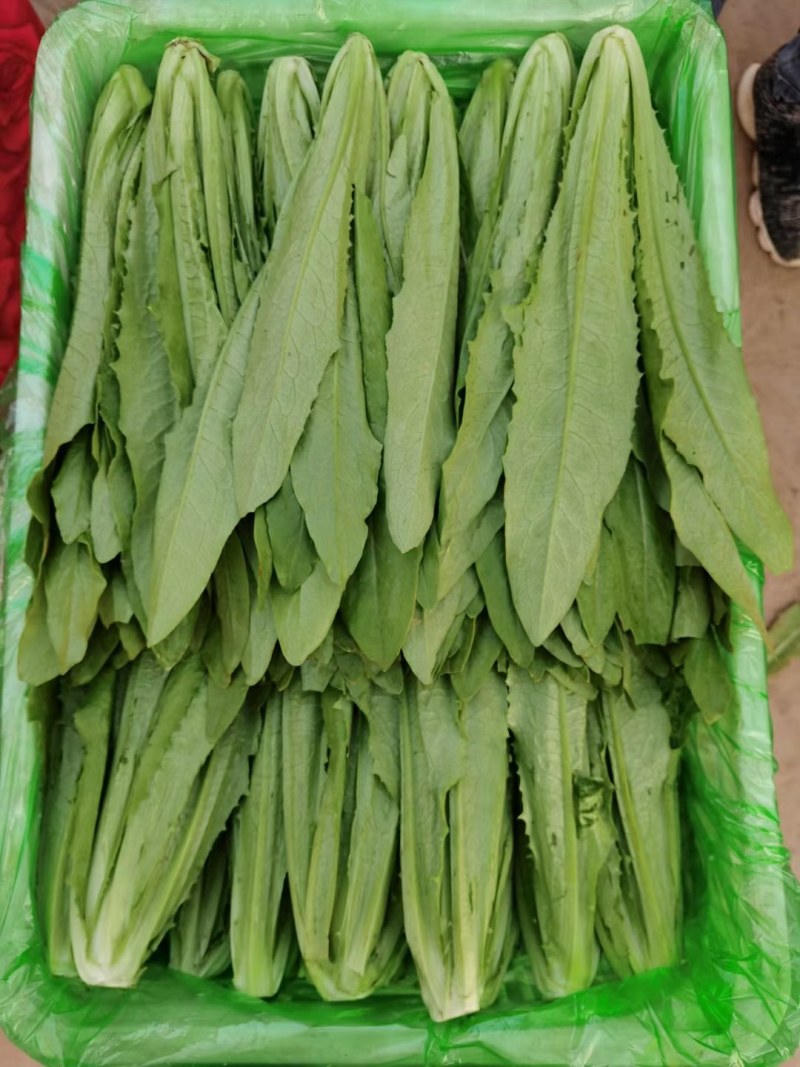 【推荐】河北永年精品油麦产地直销需要的联系