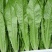 【推荐】河北永年精品油麦产地直销需要的联系