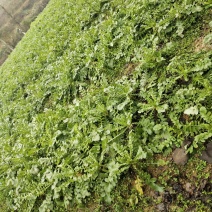 本地自己基地种植的萝卜