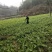 本地自己基地种植的萝卜