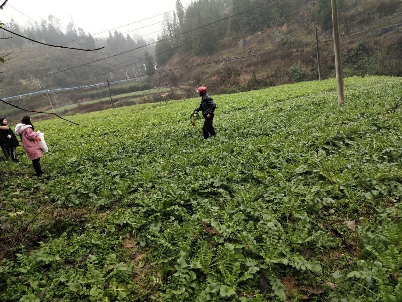 本地自己基地种植的萝卜