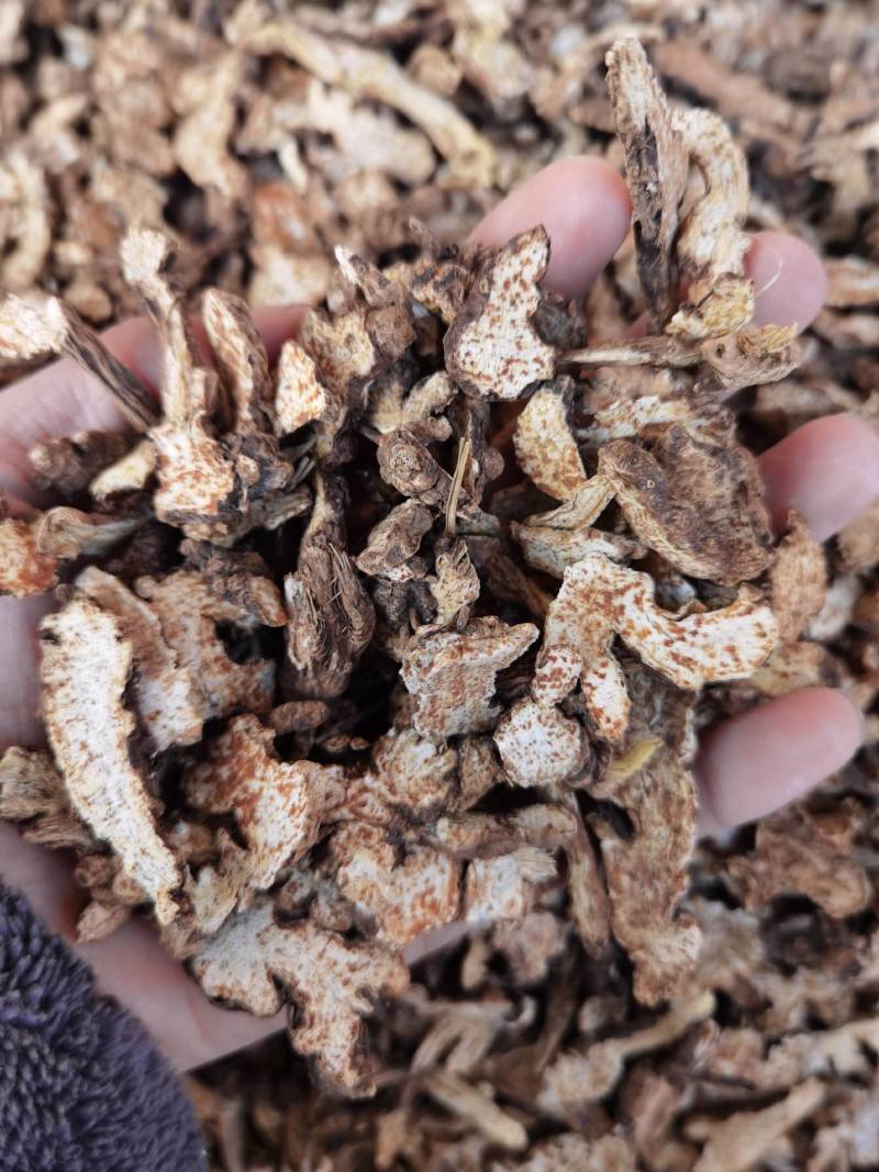 苍术正品内蒙红茬苍术朱砂点正宗东北种植苍术大货批