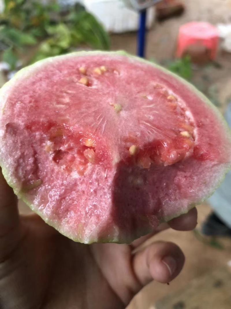 芭乐苗珍珠芭乐苗红心芭乐苗嫁接苗原土球发货
