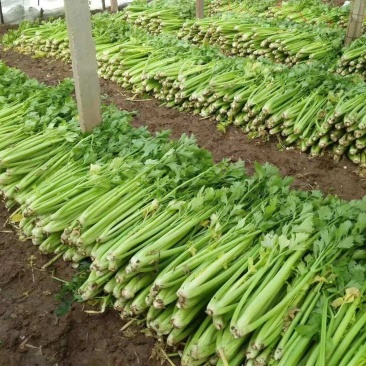 芹菜上市啦，价格美丽，欢迎采购，品种法国皇后