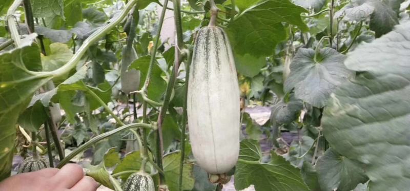 脆甜锦玉羊角蜜甜瓜，口感纯正，质量保证，诚信代办