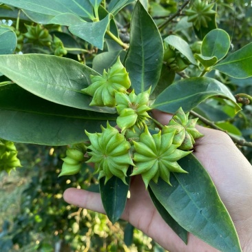大量批发八角嫁接苗种苗带土带叶发货包活包邮的