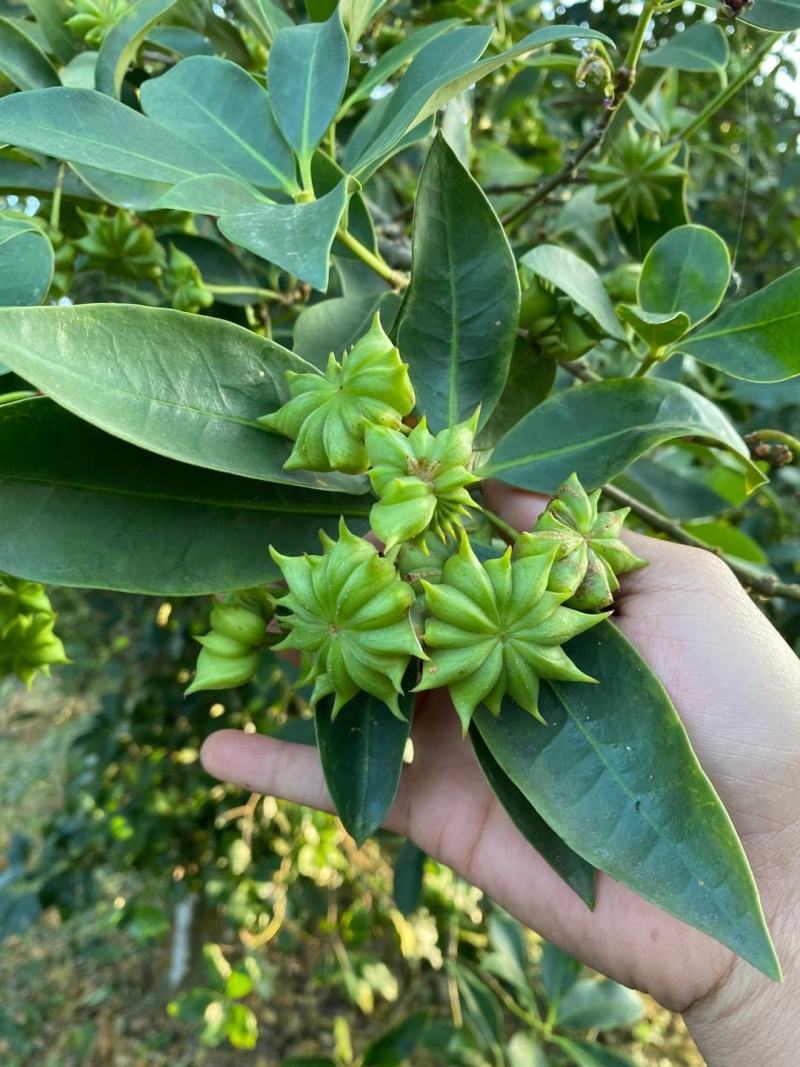 大量批发八角嫁接苗种苗带土带叶发货包活包邮的