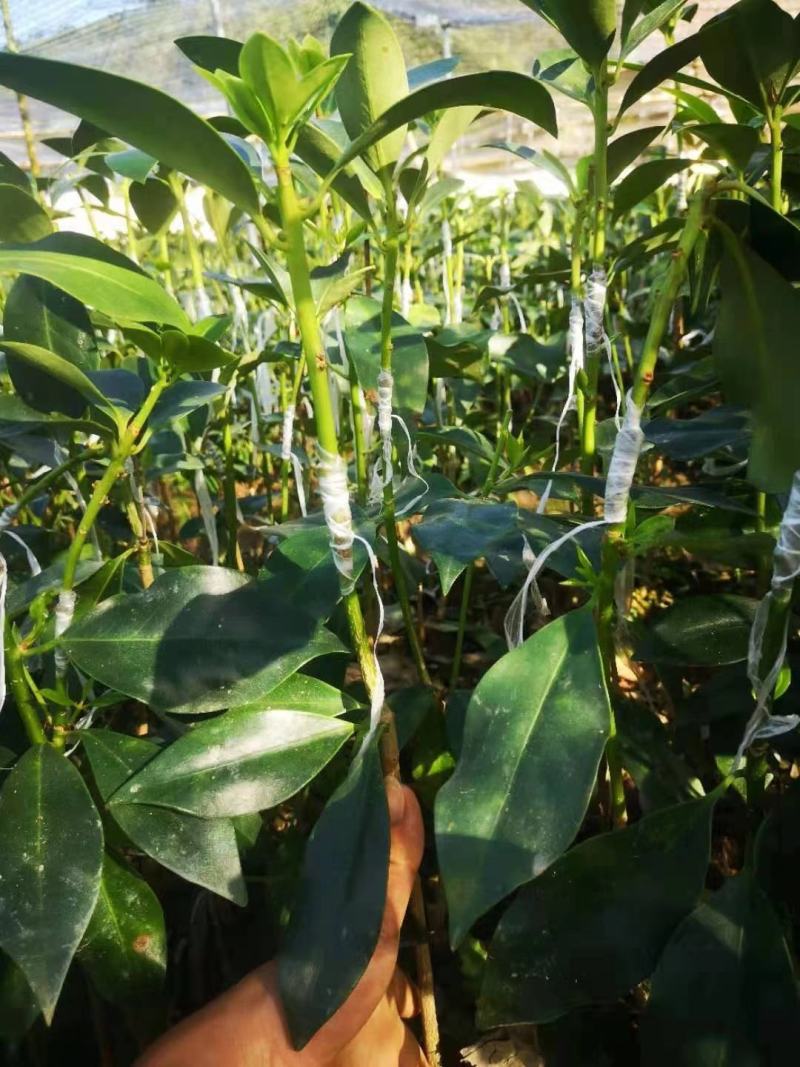 大量批发八角嫁接苗种苗带土带叶发货包活包邮的