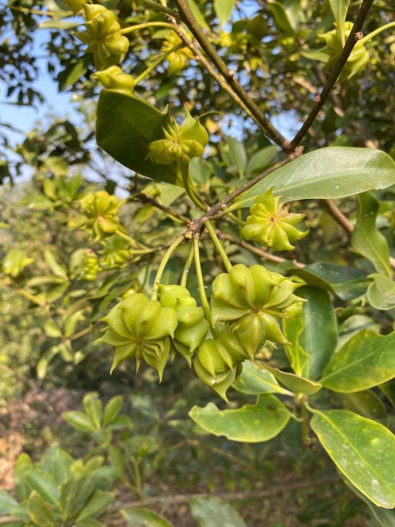 大量批发八角嫁接苗种苗带土带叶发货包活包邮的