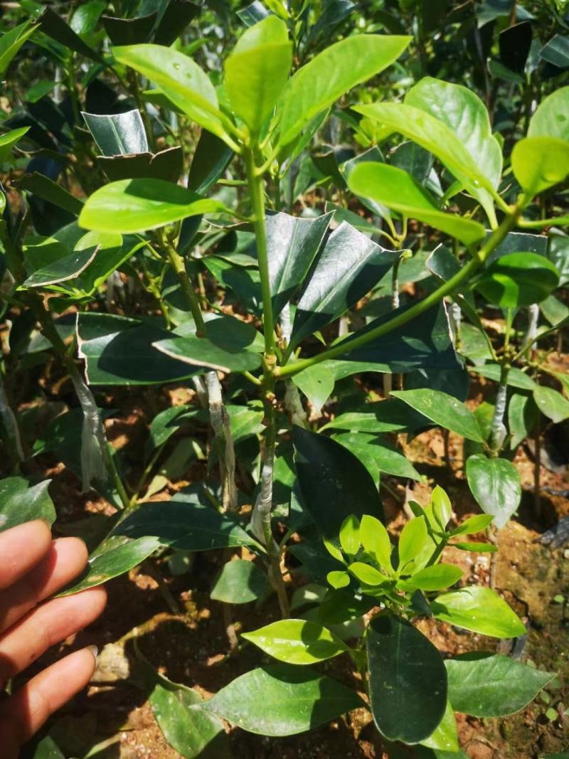 大量批发八角嫁接苗种苗带土带叶发货包活包邮的