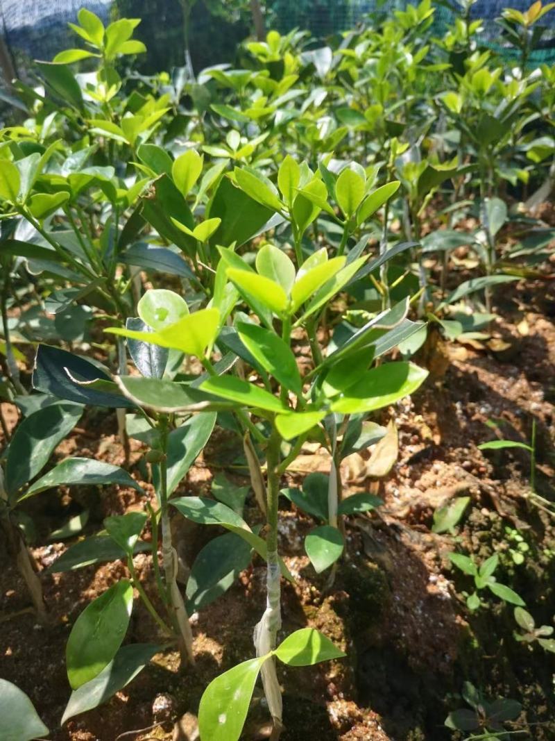大量批发八角嫁接苗种苗带土带叶发货包活包邮的