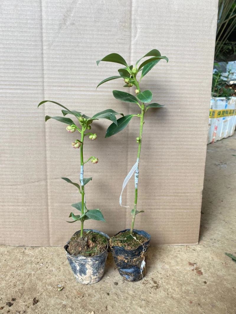 大量批发八角嫁接苗种苗带土带叶发货包活包邮的